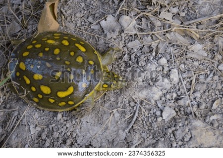 Lissemys Punctata. Indian Flapshell turtle. This turtle has a leathery carapace. It is found in ponds, rivers and lakes and aestivates in moist soil during the dry season. indian flapshell turtle. Royalty-Free Stock Photo #2374356325