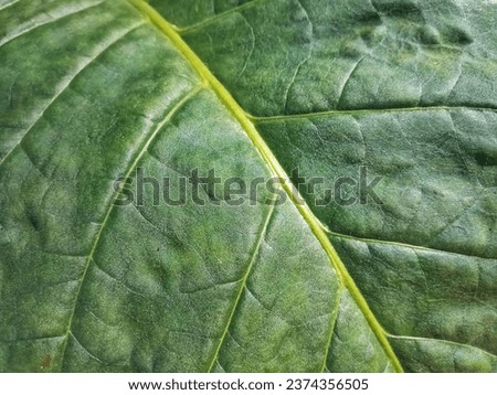 Close Up and Texture of Nicotiana Tabacum or Cultivated Tobacco Leaf in the Garden During the Day Royalty-Free Stock Photo #2374356505