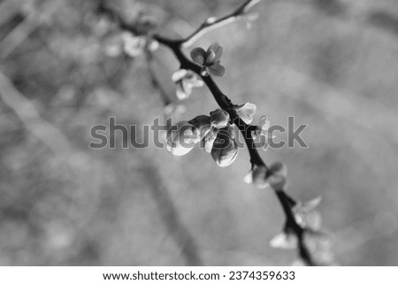 Blooming fresh buds, flowering plant, floral branch with leaves, black and white photo