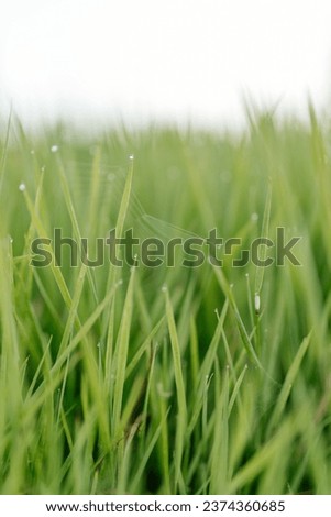 Cobweb with dew drops and spider close-up. Summer photo with green grass covered with raindrops. Summer background