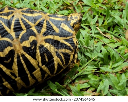 Sri lankan star tortoise on grass land Royalty-Free Stock Photo #2374364645