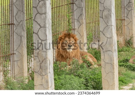 The smiling gaze of a lion in a pride park Royalty-Free Stock Photo #2374364699