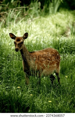 Picture 3D of a deer in a forest full of green grass