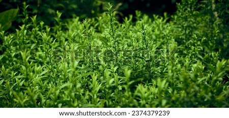 Background of green juicy grass in a summer garden