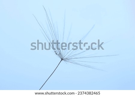 Seeds of dandelion flower with water drops on light blue background, macro photo