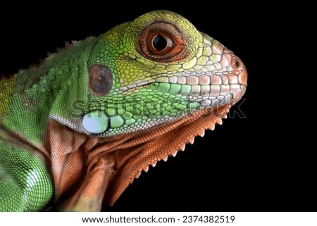 Baby super red iguana closeup on branch with black background, super red iguana closeup, reptil closeup Royalty-Free Stock Photo #2374382519