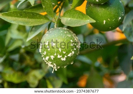 Citrus mealybug, Planococcus citri Hemiptera Pseudococcidae is the dangerous pest of different plants, including economically important tropical fruit trees and ornamental plants Royalty-Free Stock Photo #2374387677