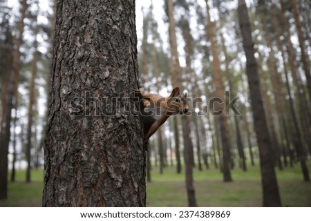 Squirrel peeking out from behind a tree in a pine forest