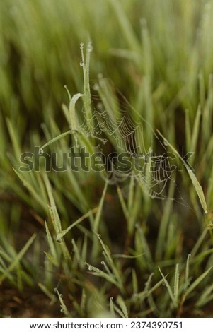 Cobweb with dew drops and spider close-up. Summer photo with green grass covered with raindrops. Summer background