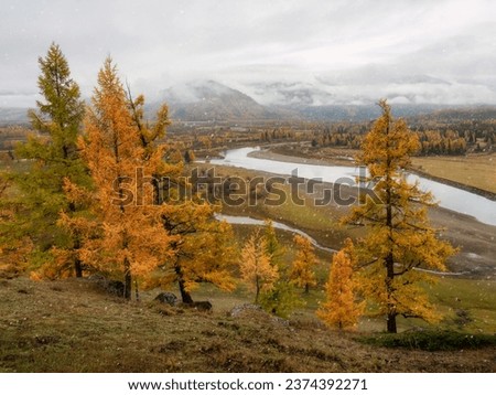 Wonderful misty alpine landscape with mountain Argut river in valley with forest in autumn colors on background of mountains silhouettes under low cloud sky. Beautiful mountain valley in autumn.