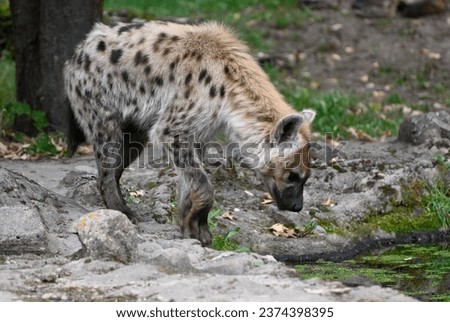 Spotted Hyena in the savannah