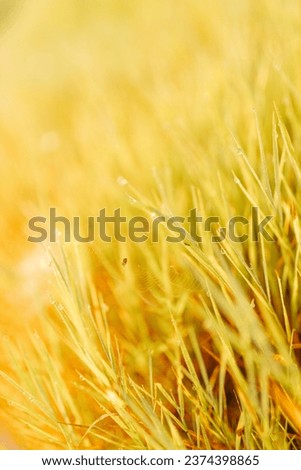 Cobweb with dew drops and spider close-up. Summer photo with bright yellow and green grass covered with raindrops. Summer background. Autumn background. Fall season