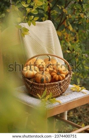 Wooden basket with decorative pumpkins on old chair in the autumn garden