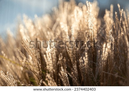 Dry pampas grass at sunset light outdoors. Plant Cortaderia selloana soft focus. Natural abstract background with fluffy dry reeds in sunlight
