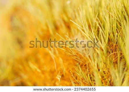 Cobweb with dew drops and spider close-up. Summer photo with bright yellow and green grass covered with raindrops. Summer background. Autumn background. Fall season