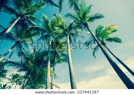 Retro image of tropical palm swaying gently in breeze trees low angle view.