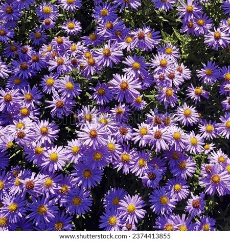 Blooming European Michaelmas daisy, Aster amellus 'Veilchenkönigin' Royalty-Free Stock Photo #2374413855