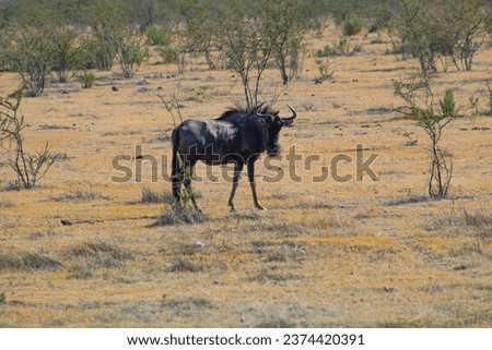 Animals in Africa, Namibian safari