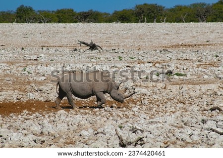 Animals in Africa, Namibian safari