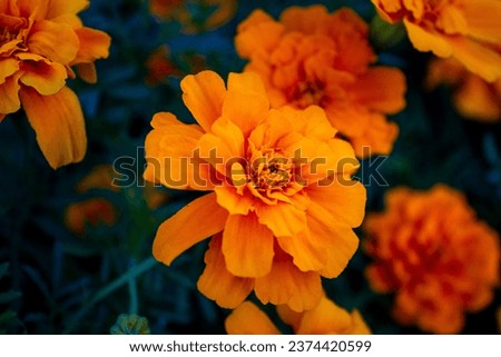 Blooming Marigold flowers in the garden