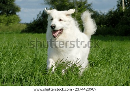 dog great pyrenees running on meadow Royalty-Free Stock Photo #2374420909