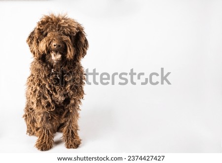 Andalusian Turkish dog with curly coat on white background with copy space