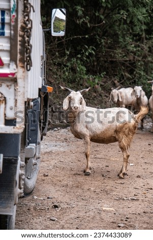 Picture of Indian domestic Goat