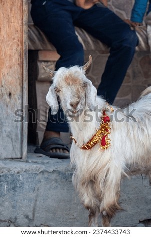 Picture of Indian domestic Goat