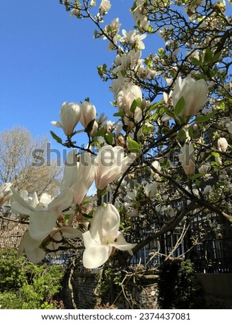 Magnolia × soulangeana 'Alba Superba' flowering in spring against a blue sky