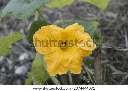 Yellow beautifully pumpkin flower in the wild