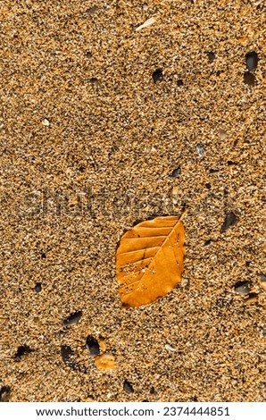 Autumn leaf lying in the sand on Crawfordsburn beach