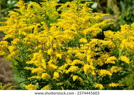 Solidago canadensis blooms in August. Solidago canadensis, known as Canada goldenrod or Canadian goldenrod, is an herbaceous perennial plant of the family Asteraceae. Berlin, Germany Royalty-Free Stock Photo #2374445603