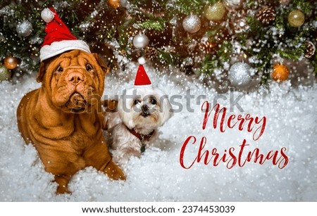 Merry Christmas greetings. Two cute dogs against a background of snow and Christmas decorations