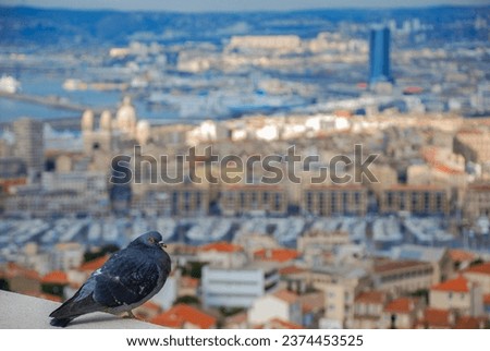 City dove sitting on a wall, selective focus with blurry city