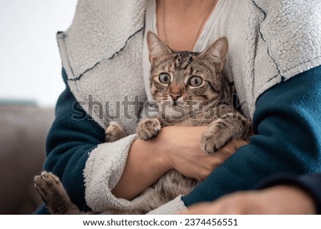 Cat is held in the arm - cat looks strange