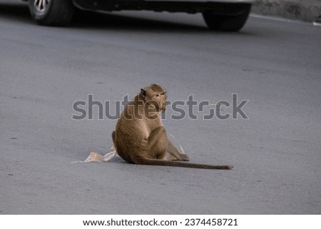 A small monkey carrying a bag in the middle of the road People throw away garbage because they might consider it food. It's a picture I remember. Keep it clean and love the planet.