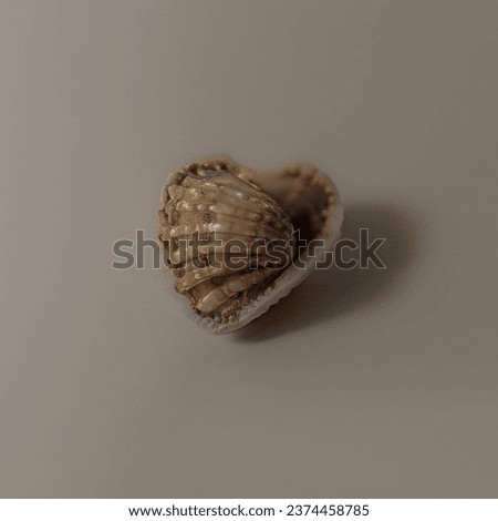 Aesthetic picture of a seashell