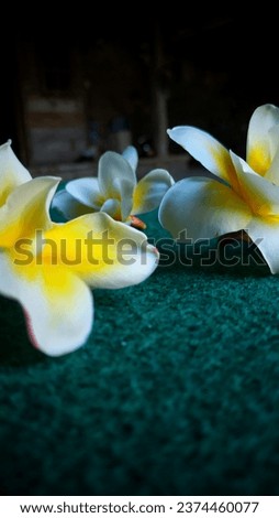 Frangipani flowers blooming on a dark green background