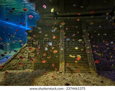 Multi colored glow fish in an aquarium