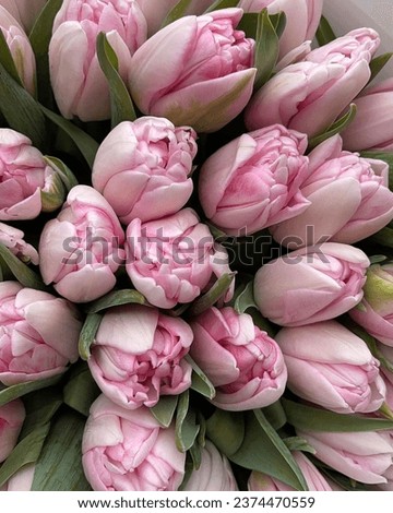 Aesthetic picture of a close up pink tulips bouquet