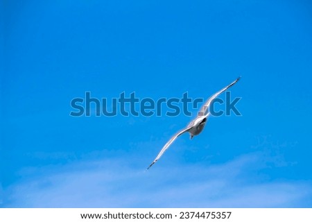 Seagull flying high up on the blue sky