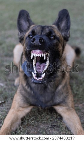 Beautiful angry Aggressive dog Belgian Shepherd Malinois grab criminal's clothes. Service dog training. Dog bites clothes. Angry attack. Evil teeth in grin. Working, Guard dog. Service training Royalty-Free Stock Photo #2374483219