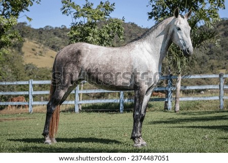 Gray mare of the Mangalarga Marchador breed. Beautiful example of the breed with the main characteristics that mark the breed, such as gait, ears and elevated head.