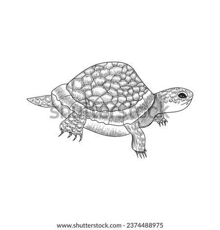 Free vector hand drawn turtle sketch Vector illustration design