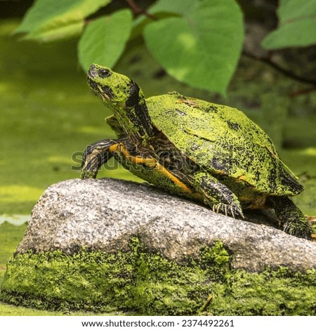 A turtle on a rock