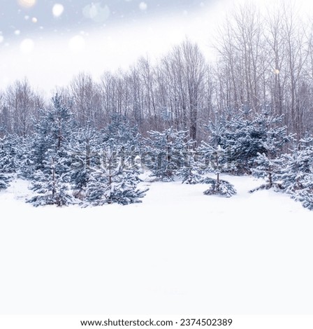 Landscapes. Frozen winter forest with snow covered trees. outdoor