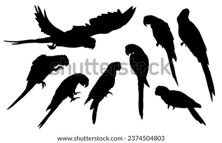 Set of silhouettes Scarlet macaw parrots. Macaws sit and walk on the branches, fly and clean their feathers. Realistic Vector South American and Caribbean Jungle Birds Royalty-Free Stock Photo #2374504803