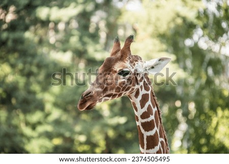 portrait of a giraffe against the background of leaves in the treetops