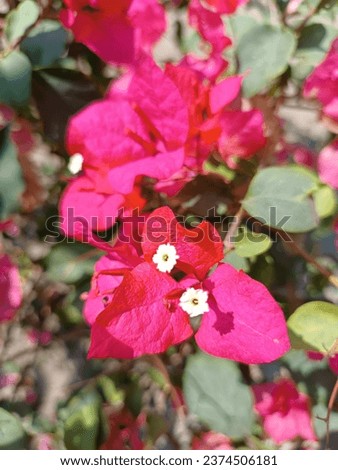 Tropican bougainvillea flowers. Foliage pink bougainvillea flowers A beautiful flower for summer session. With a blast from sunlight makes the picture glow and shine.