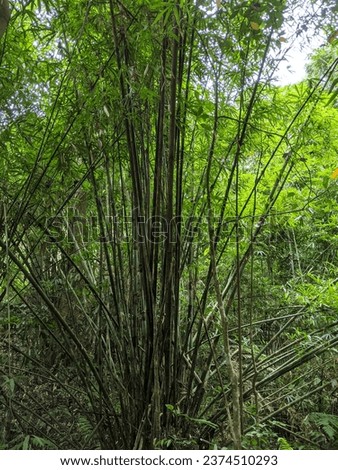 
"NATURAL FOREST". The picture shows the atmosphere of a natural reserve forest, unexplored and polluted. It is also decorated with verdant tree life, the soothing sound of water, the fresh air.